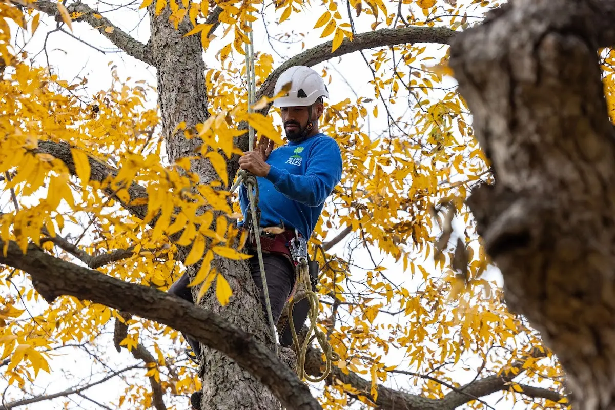 Skilled Tree Planting crew working in Hayden